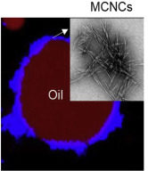 New Food Hydrocolloids paper published on Pickering emulsions using cellulose nanocrystals