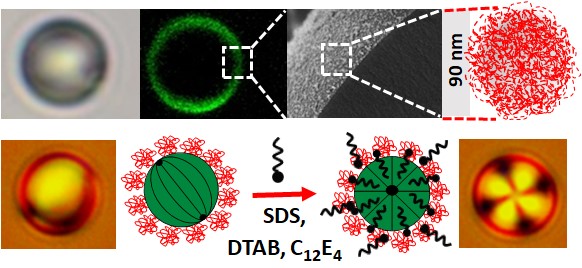 New Paper on Pickering stabilization of liquid crystal droplets ...