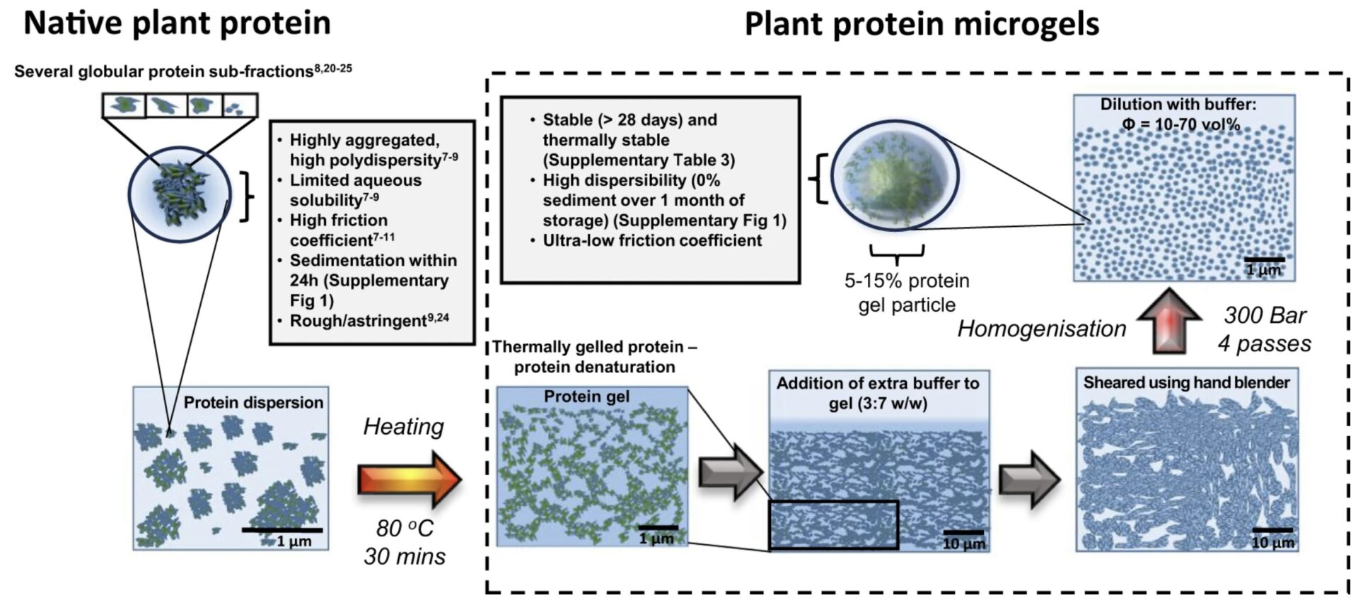 Ben Kew publishes his new work on plant protein-based microgels in Nature Communications