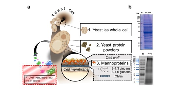 Sowmya Narsipur publishes her first review paper in Current Opinion in Food Science