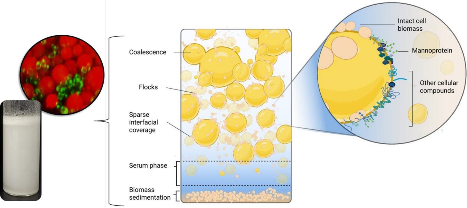 Sowmya Narsipur publishes her new work on yeast biomass in Food Chemistry