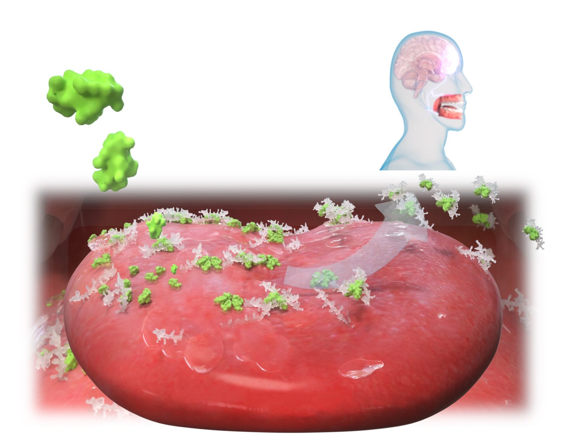 Dr. Ben Kew publishes a new study on astringency of plant proteins in Scientific Reports