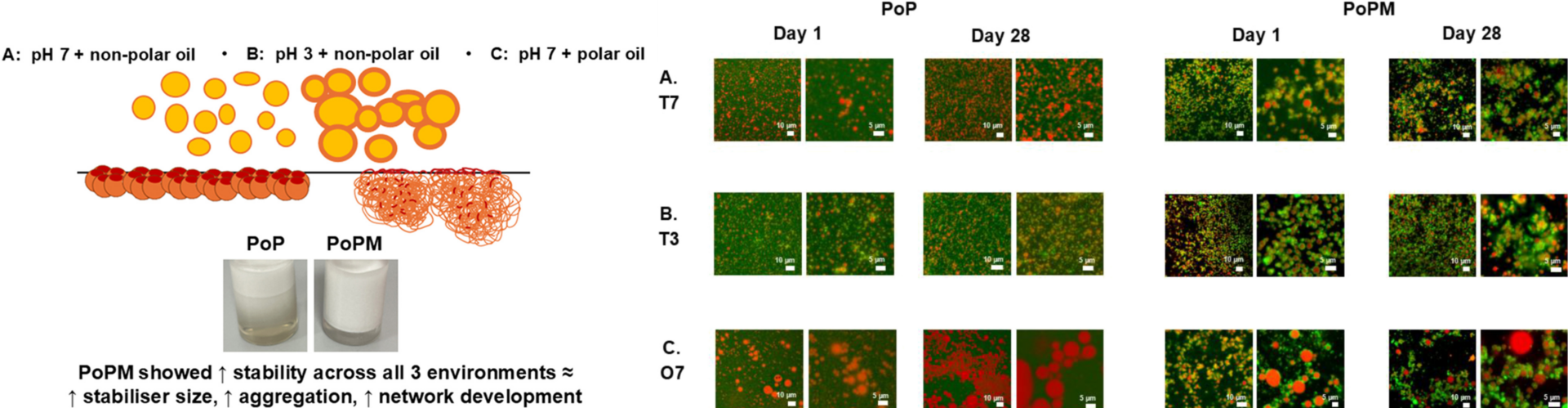Dr. Daisy Z. Akgonullu publishes her latest work in Food Hydrocolloids