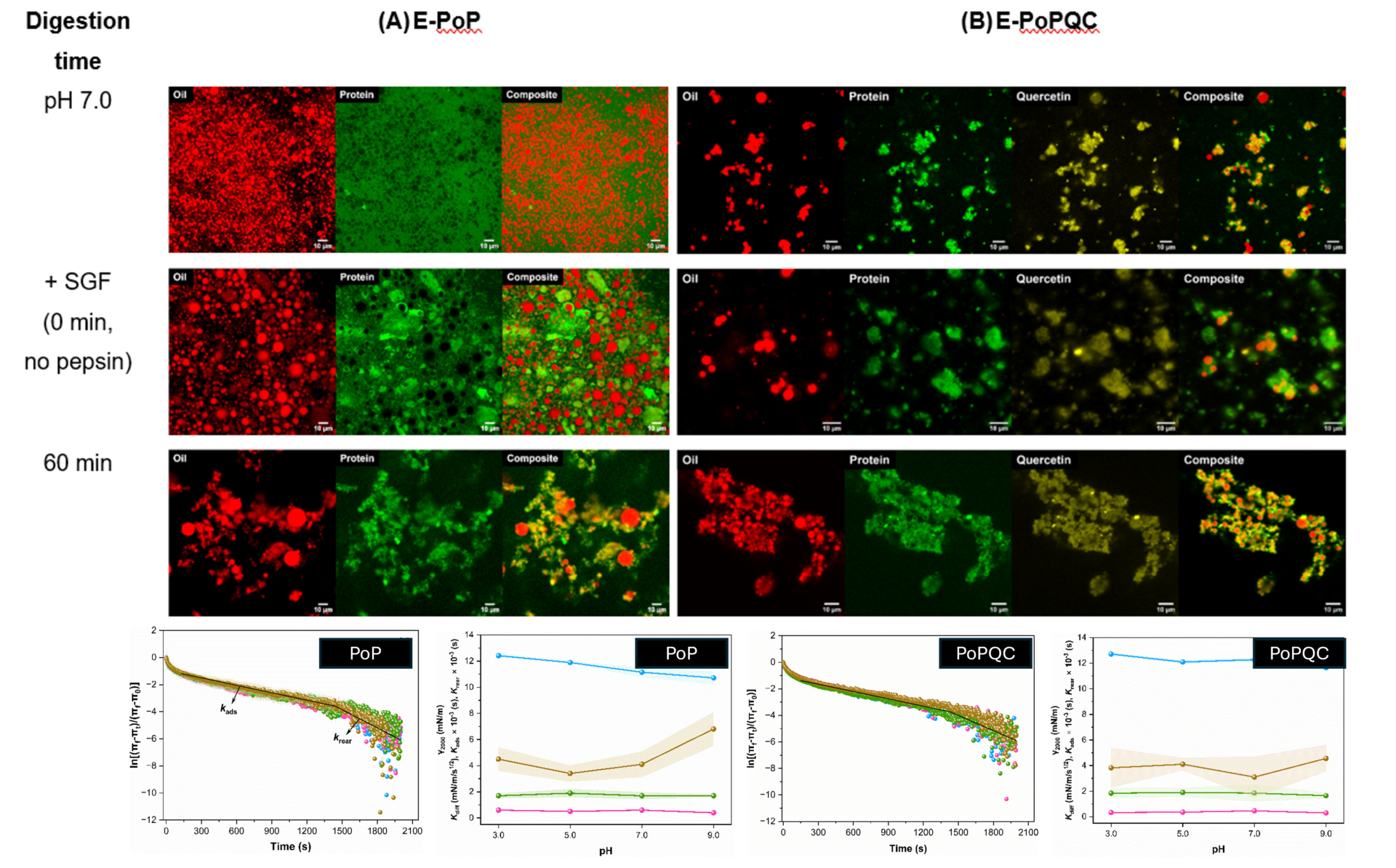 Dr. Nimaming publishes his new work on interfacial dynamics in Food Chemistry